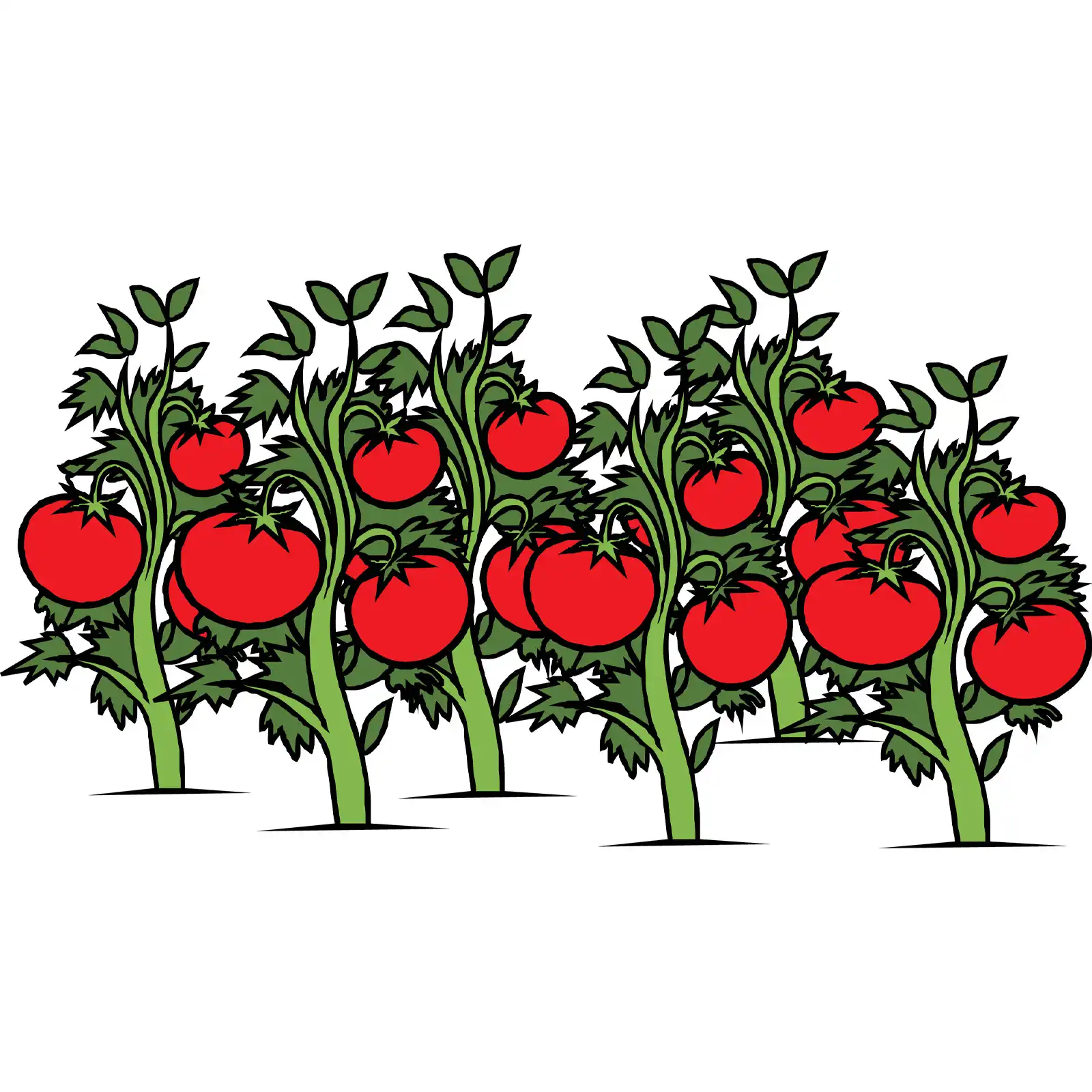 Ilustracija grmova paradajza sa crvenim plodovima, idealno za ljetne salate i jela.